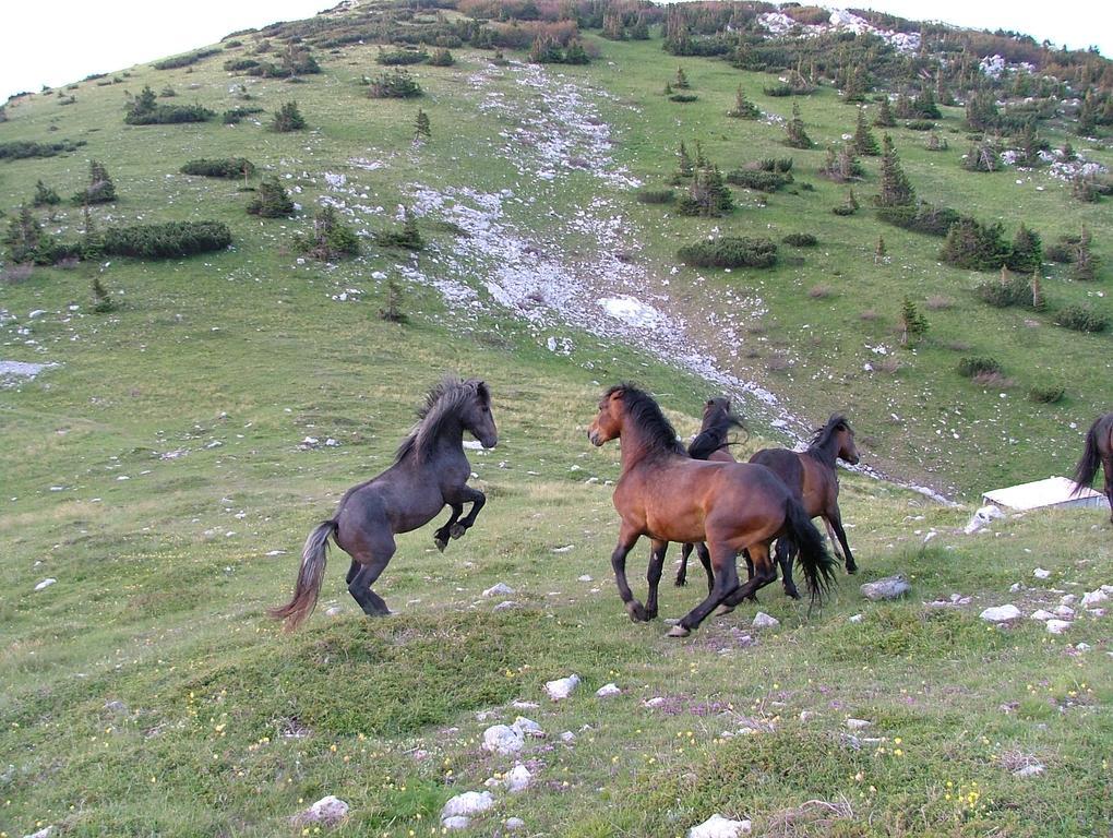 Vacation Home Kuca Za Odmor Krasno Polje Eksteriør bilde